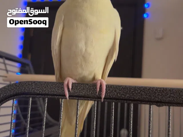البيع كروان ربوه