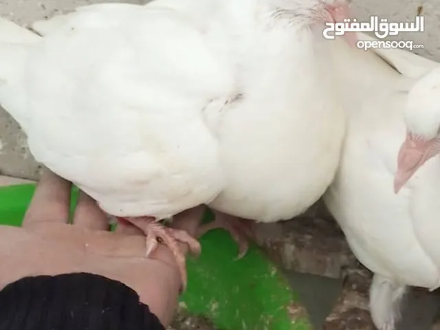 مطلوب حمام ابيض فرنسي لاحم