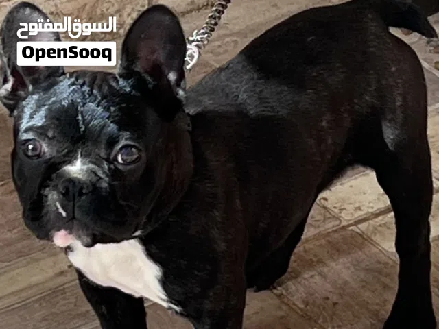 بلدوغ فرنش فرنساوي  استراد إيطاليا أنثى