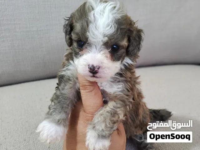 Premium puppies available
