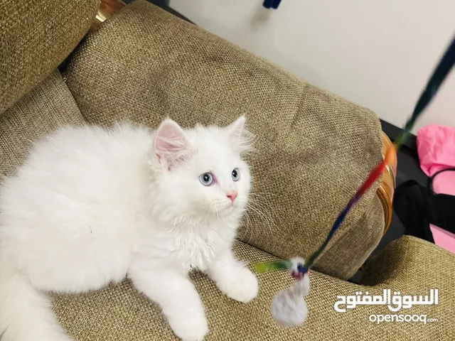 Persian kitten 4 month old and looking new home