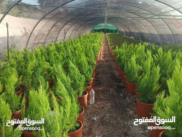 اشجار مثمرة وزينه