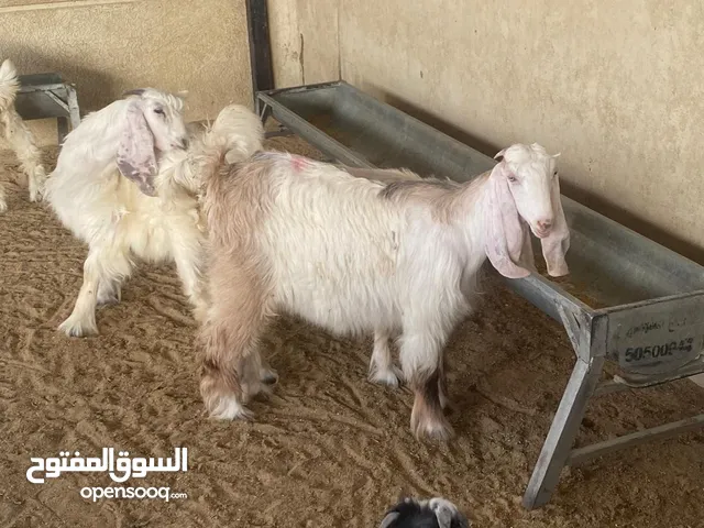 بيع تيوس فاخره