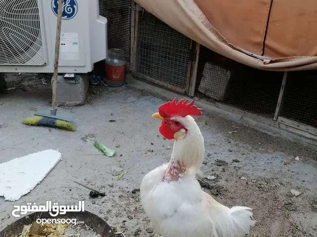 ديك ابيض عربي + دجاجة بياضة