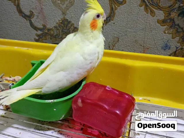 ببغاء كوكتيل