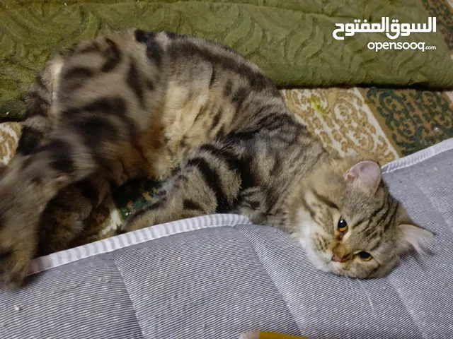 قط امريكي للبيع
