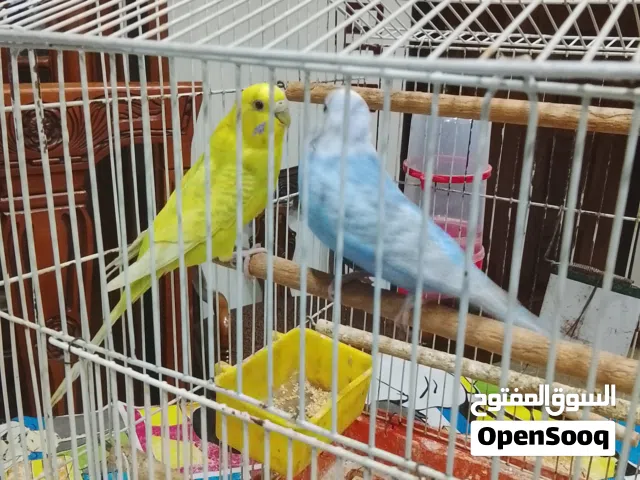 عصافير بادجى للبيع