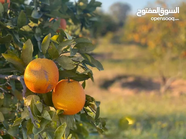 Farm Land for Sale in Tripoli Wadi Al-Rabi