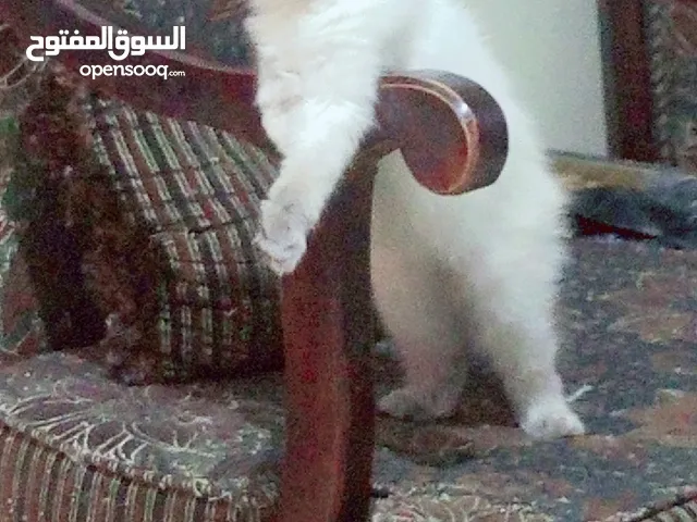 انثى شيراز هملايا عمر شهرين وذكر هملايا اورانج عمر 3شهور