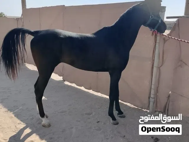 للبيع حصان فحل اسود ملكي العمر 4 سنوات معسوف سليم ع الفحص