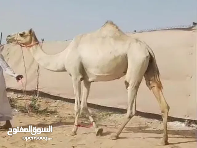 ناقة مهجنة