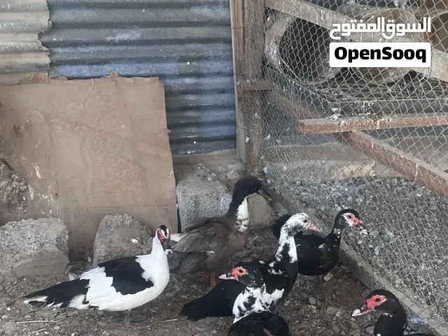 بط مصري و عماني للبيع