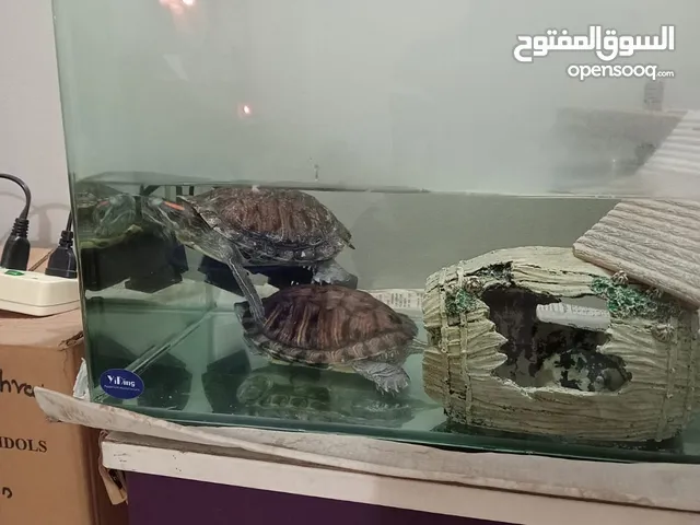 Turtles, 2 Nos, Free, Glass Tank, Food, Pump, Full Set Up Available