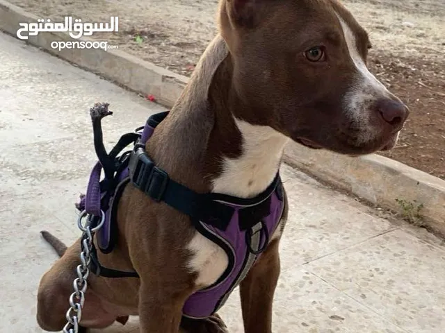 كلبة بيتبول