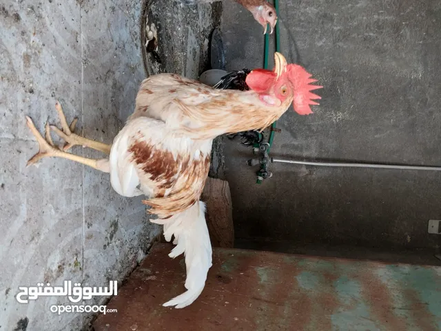 ديج عرب