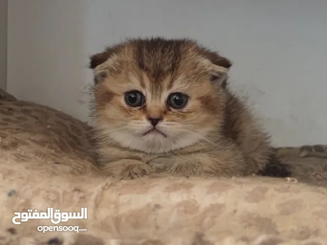 ذكرين وانثى سكوتش فولد NY25
