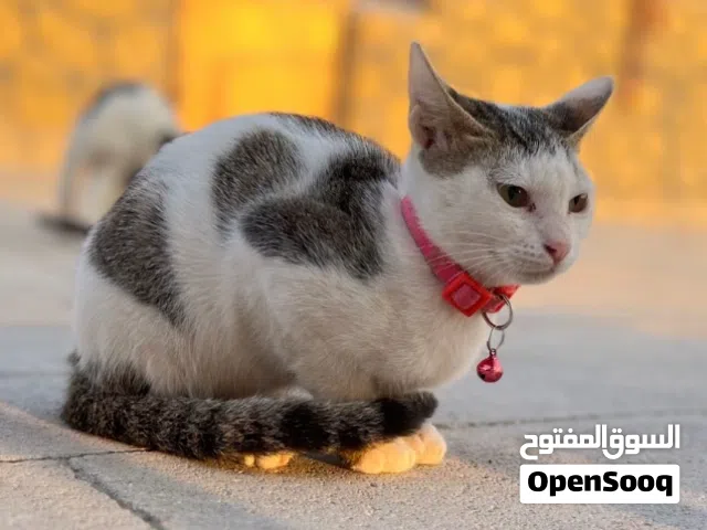 قطة اليفه و