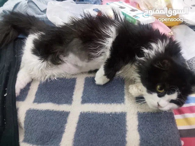 قطط البندا للبيع