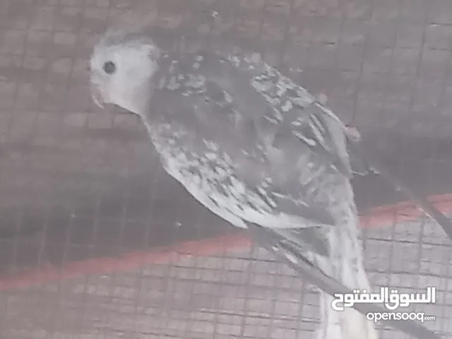 للبيع كوكتيل ذكر مفحوص العمر 5 شهور