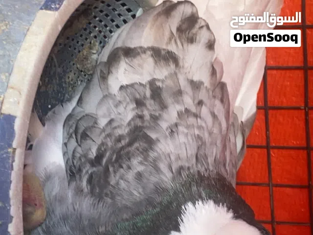 زوج زاجل زوج ايراني قلاب ارض