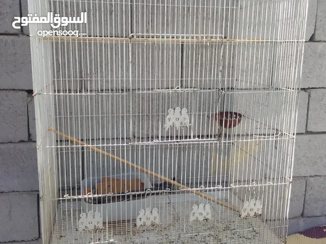 قفص الحجم الكبير