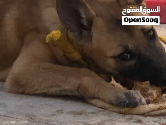 السلام عليكم كلبه ملنوه 4شهور تقبل افري بي خروف ونديدزك شوي يكون عمره صغير ولا نقال ايفون