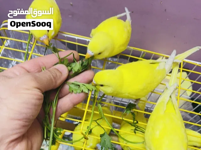 طيور حب عين حمره