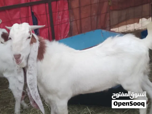goat Poland