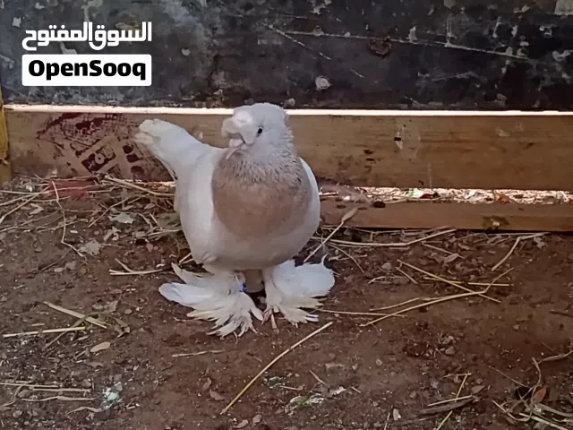 قوري تركي السعر 30الف يمني