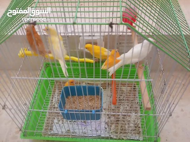طواير كنارات