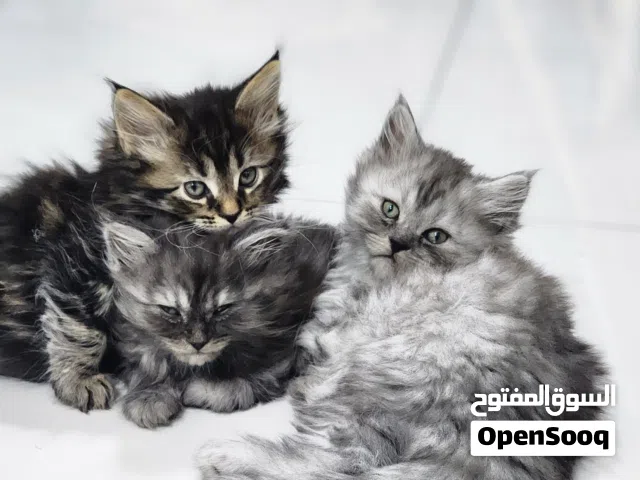 Mix maine coon kittens