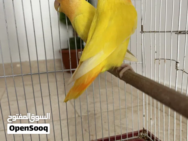 كوبيا روز لاتينو