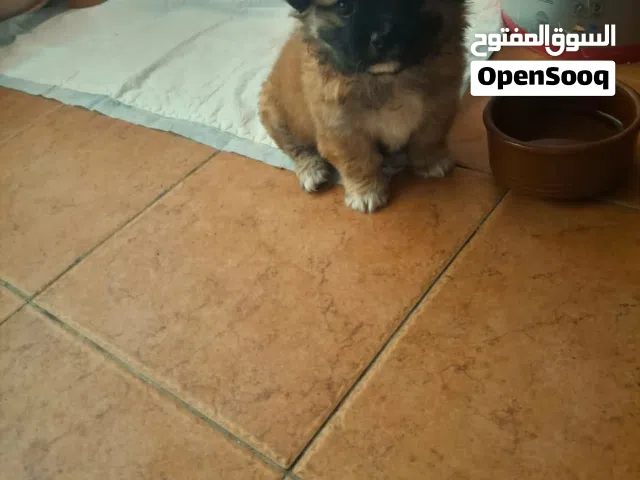 نتاية بيكنواه