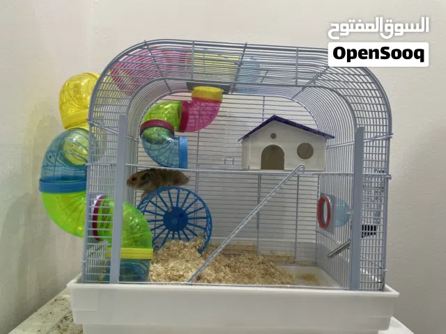 هامستر نوعه سوري ذهبي