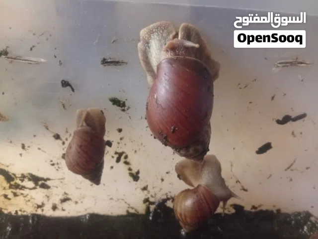 أرخص حلزونات للبيع