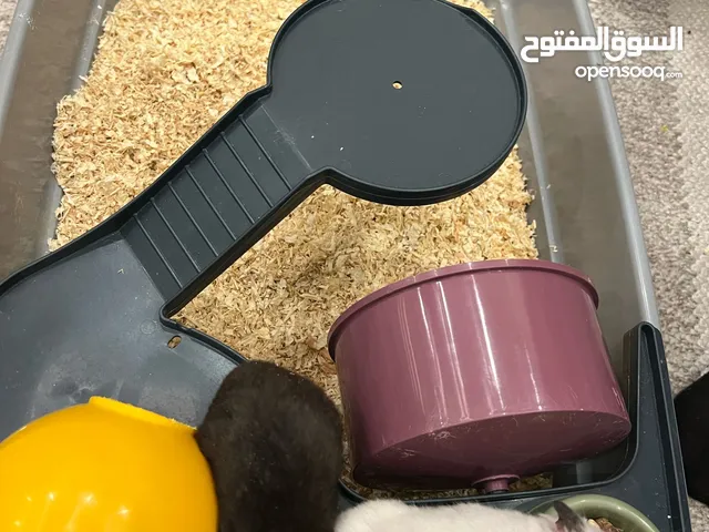 Male & Female Hamsters for Sale with cage