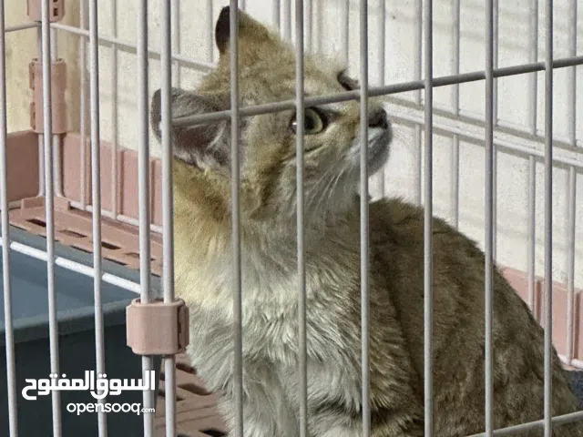 قط بري قزم مستورد