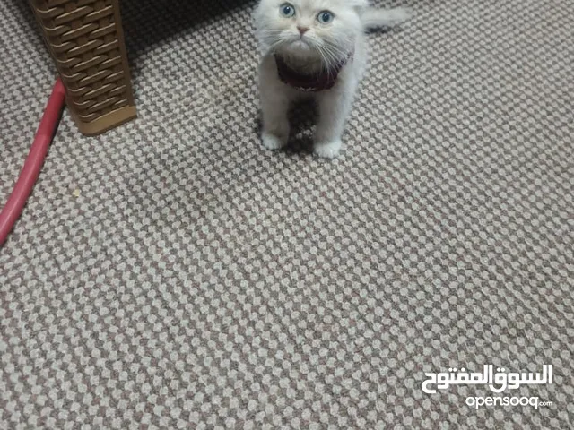 كتن قط سكوتش فولد شورت هير العمر شهرين اقرأ الوصف الاتصال ع الرقم