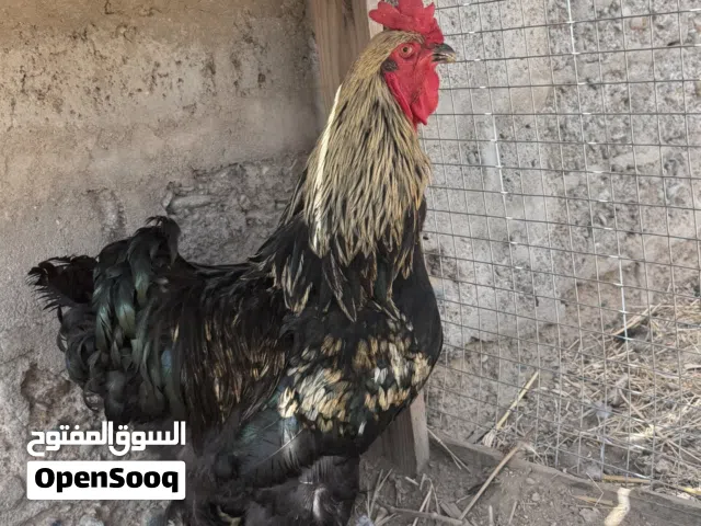 ديكً كوشن كبيره وعملاق