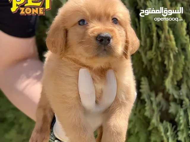 جراء جولدن ريتريفر مميزه