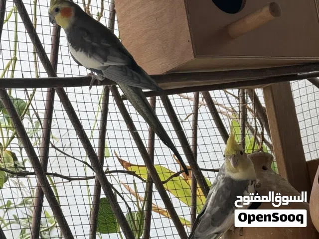 للبيع كوكتيل زوج
