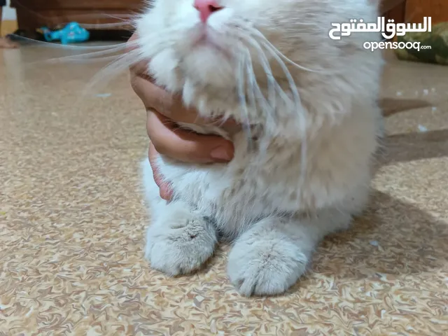 قط هملايه ذانات زغار اقره الوصف