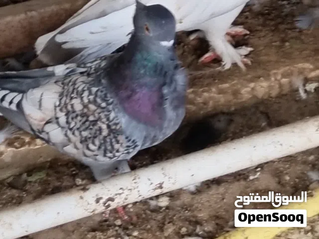 طيور حب الرمان للبيع