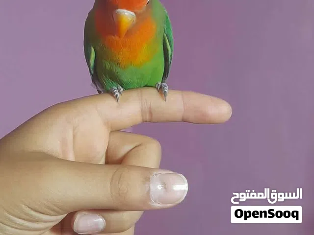 عصفور روز اليف