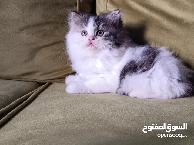 Persian Kittens Male/Female almost 2 months old
