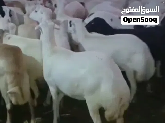 ضأن رفيديات قرايب دفيع على شرط فحص سونار العدد 150 راس مراح