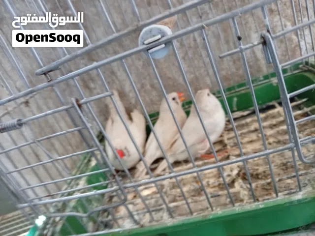 كوبيات زيبرا ضفرات وحجم مشاء الله
