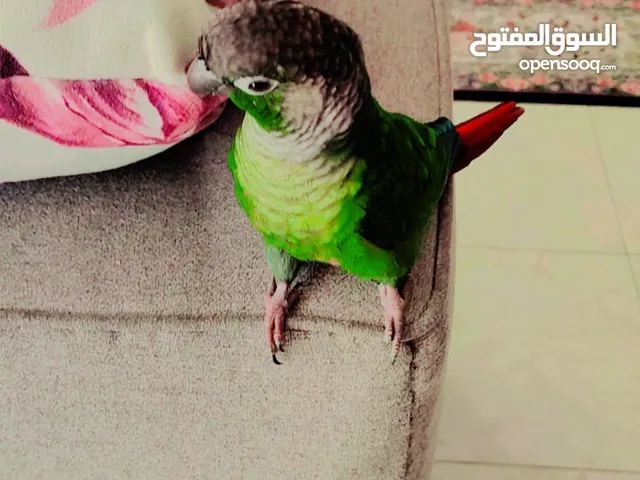 Green parrot