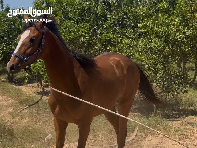 فلوه الصلاة ع النبي