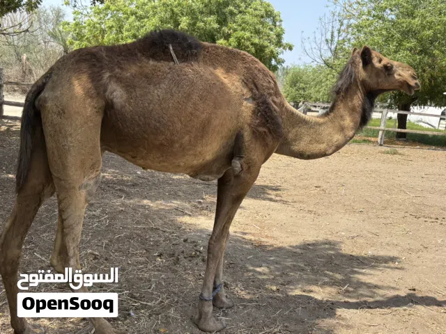 ناقه مدني شهر 10 من قماري العاصفه الناقه ابوه طماع بن مصلح وامه سعوديه ناقه طيبه تبارك الله